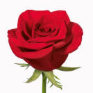 Bombero!® rose plant